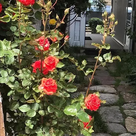 بيت شباب Pop Bogomil *