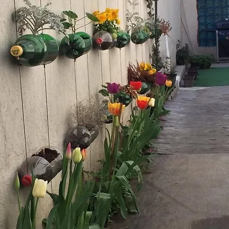 بيت شباب Pop Bogomil *