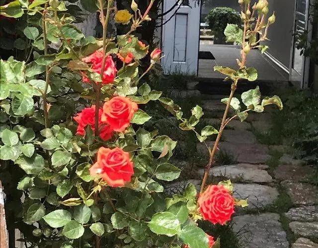 Ostello Pop Bogomil *